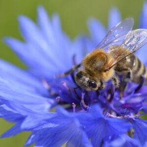 Eine braun-gelb gestreifte Biene mit durchscheinenden Flügeln sitzt auf einer leuchtend blauen Kornblume. Die Biene ist scharf abgebildet, während der grüne Hintergrund unscharf ist.